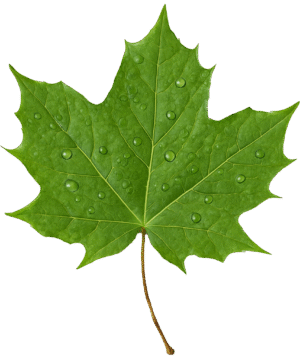 Green maple leaf transparent PNG for nature design, autumn graphics, and digital projects