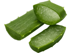 Aloe Vera Transparent PNG – Free Download for Design and Editing