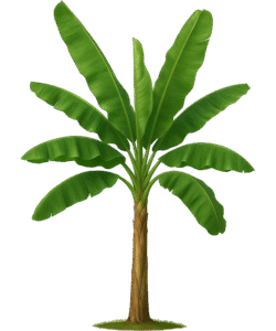 Banana tree PNG with transparent background for tropical designs, botanical projects, and nature-themed overlays