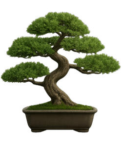 Bonsai Plant Transparent PNG – Free Download for Design and Editing