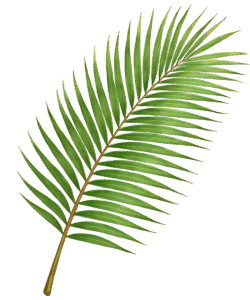 Coconut Branch Transparent PNG – Free Download for Design and Editing