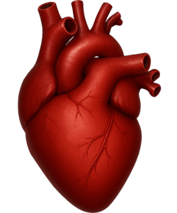 Heart Transparent PNG – Free Download for Medical and Educational Designs
