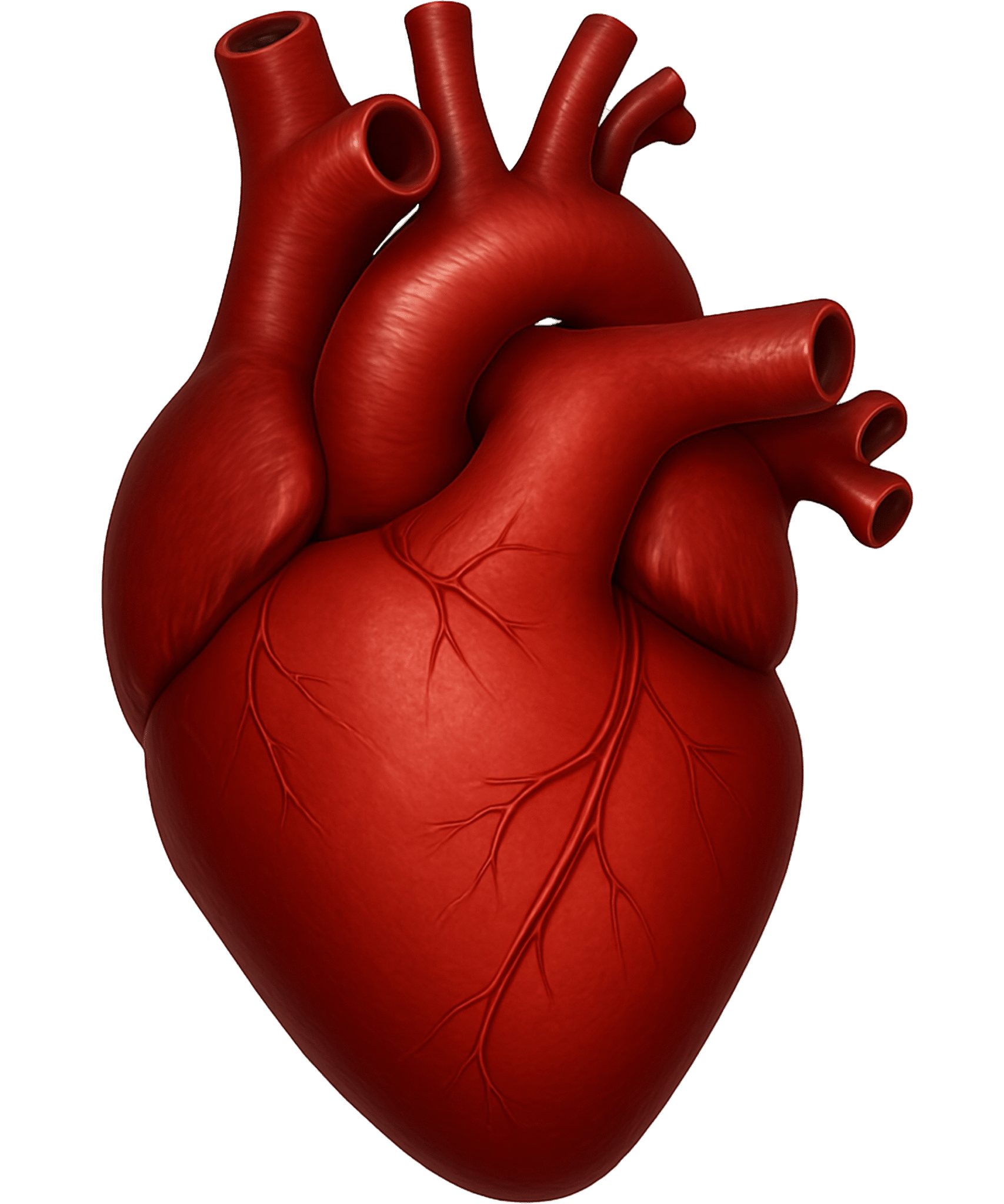Heart Transparent PNG – Free Download for Medical and Educational Designs