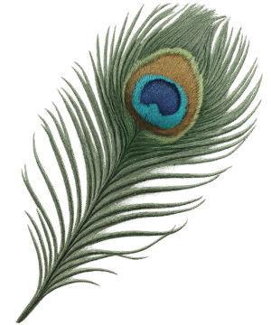 Peacock feather transparent PNG for creative design and editing