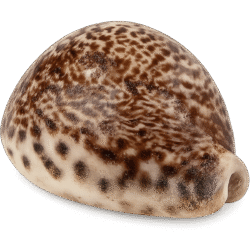 Seashell Transparent PNG – Free Download for Design & Editing
