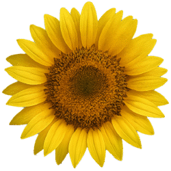 Sunflower Transparent PNG Free Download for Graphic Design and Video Editing