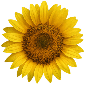 Sunflower Transparent PNG Free Download for Graphic Design and Video Editing