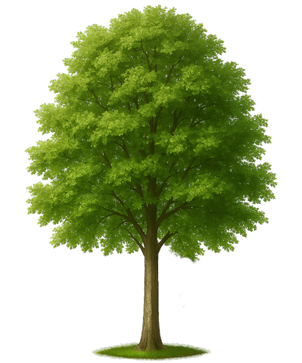 Tree Transparent PNG – Free Download for Design and Editing