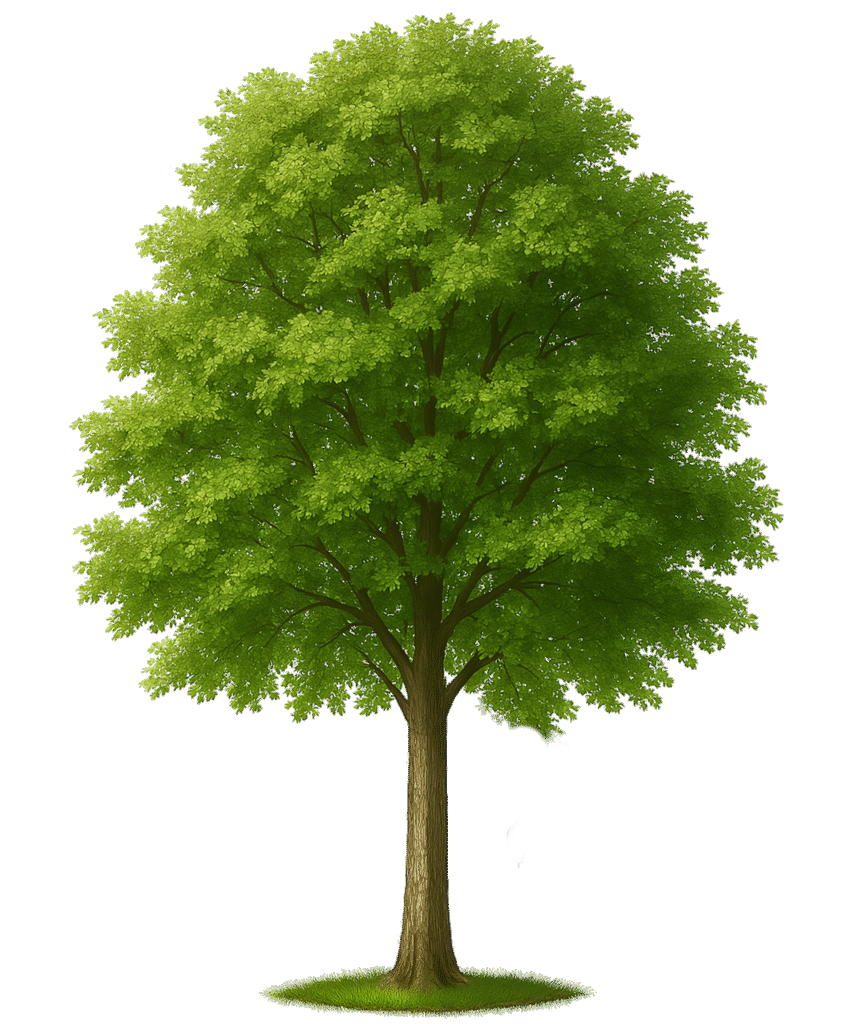 Tree Transparent PNG 100% Free Download