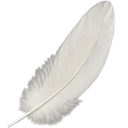 White feather transparent PNG – free download for editing and design