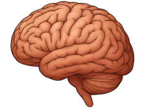 Brain illustration PNG transparent free download