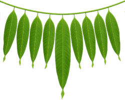 mango leaf toran png traditional green leaf toran decoration transparent background festive toran png